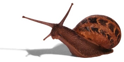 Snail's Pace